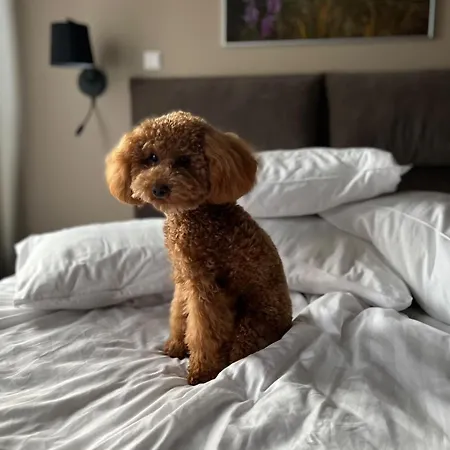 Johan Design & Spa Hotel